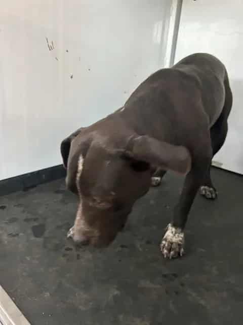 Photo of Senior Australian Cattle Dog and American Pit Bull Terrier, adoptable Australian Cattle Dog and American Pit Bull Terrier in Bakersfield, California