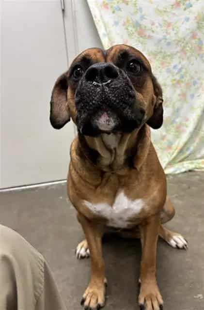 Photo of Jodie, adoptable Boxer in Rosenberg, Texas