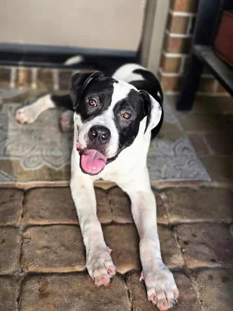 Photo of Bruno, adoptable Boxer mix in Rosenberg, Texas
