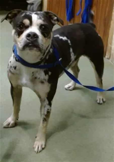 Photo of Senior Pit Bull Terrier mix, adoptable Pit Bull Terrier mix in Devore, California