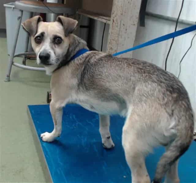 Photo of Senior Chihuahua - Smooth Coated, adoptable Chihuahua - Smooth Coated in Devore, California