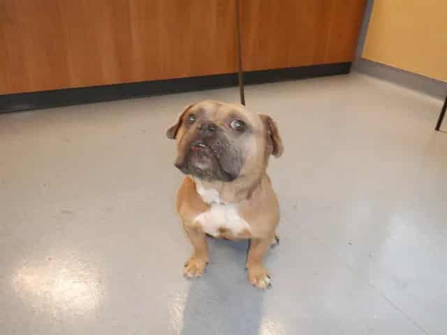 Photo of Senior English Bulldog mix, adoptable English Bulldog mix in San José, California