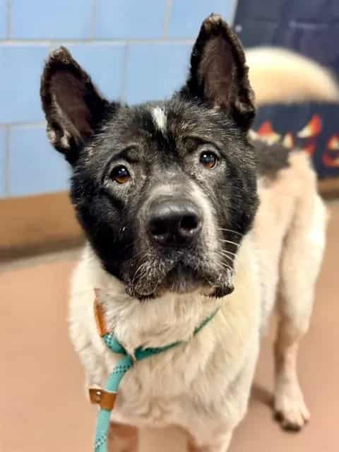 Photo of Sar, adoptable Akita in Chicago, Illinois