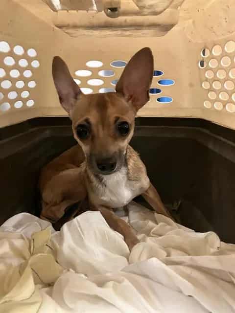 Photo of Buddy, adoptable Chihuahua - Smooth Coated