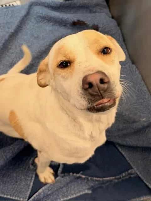 Photo of Penny, adoptable Labrador Retriever mix