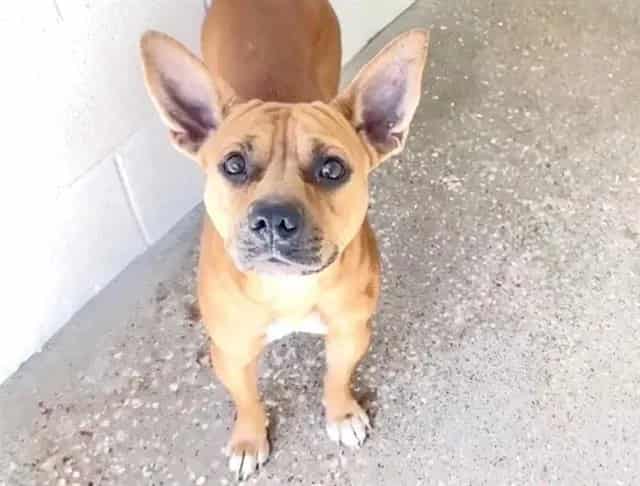 Photo of Cassidy, adoptable Chihuahua - Smooth Coated mix in Houston, Texas