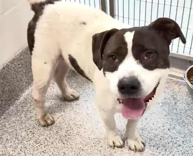 Photo of Ghost, adoptable Pit Bull Terrier in Houston, Texas