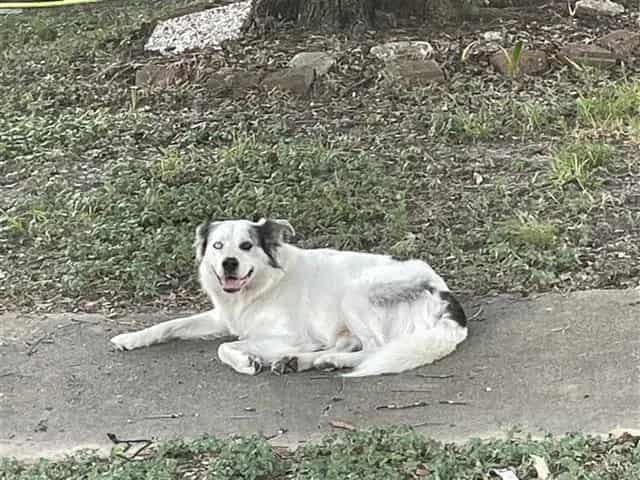 Photo of Senior Australian Shepherd, adoptable Australian Shepherd in Houston, Texas