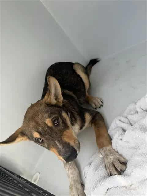 Photo of Senior German Shepherd Dog, adoptable German Shepherd Dog in Houston, Texas