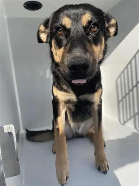 Photo of Senior German Shepherd Dog and Australian Kelpie, adoptable German Shepherd Dog and Australian Kelpie in Houston, Texas