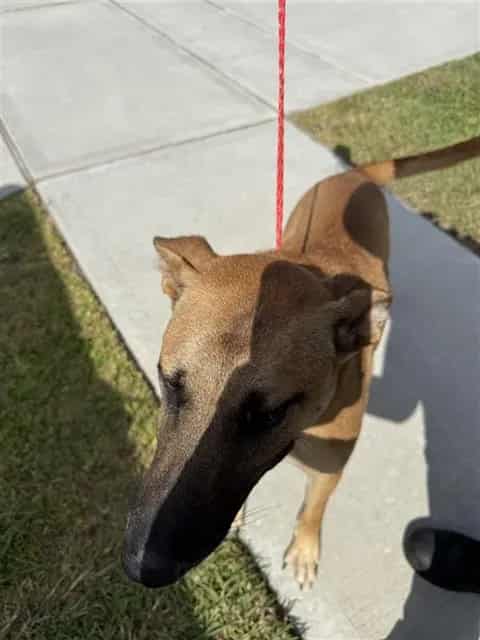 Photo of Sophie, adoptable German Shepherd Dog in Houston, Texas