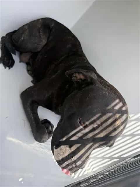 Photo of Senior Pit Bull Terrier, adoptable Pit Bull Terrier in Houston, Texas
