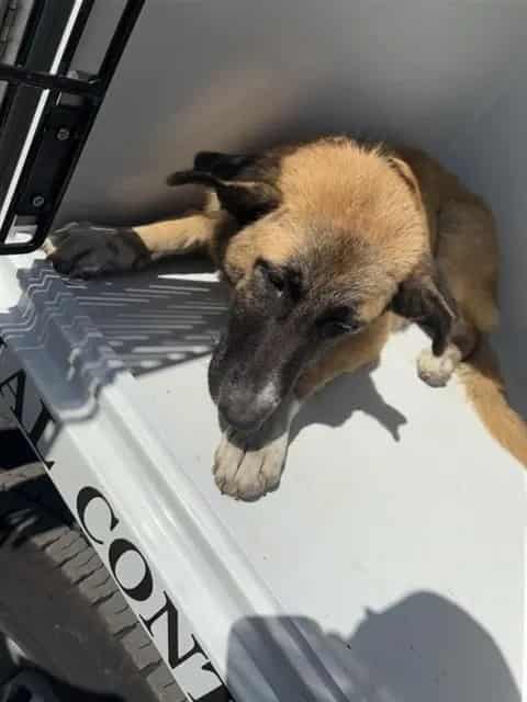 Photo of Senior German Shepherd Dog, adoptable German Shepherd Dog in Houston, Texas
