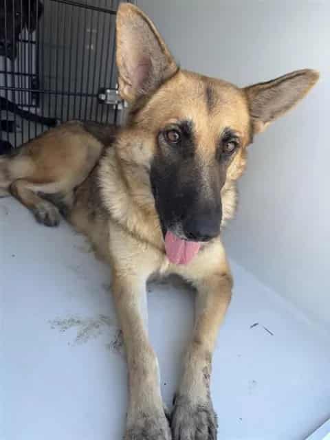 Photo of Senior German Shepherd Dog, adoptable German Shepherd Dog in Houston, Texas