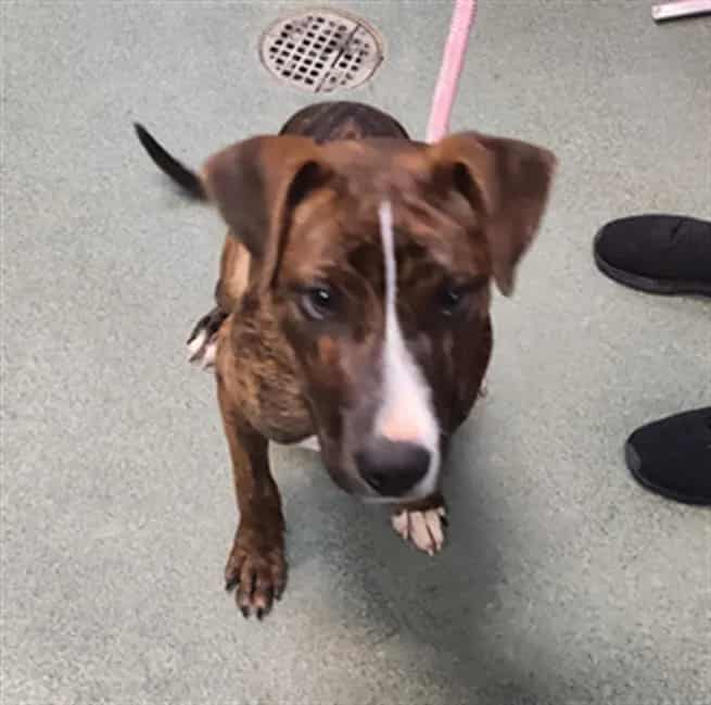 Photo of Senior Mixed Breed, adoptable Mixed Breed in Santa Fe, New Mexico