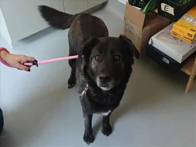 Photo of Sky, adoptable Mixed Breed in Santa Fe, New Mexico