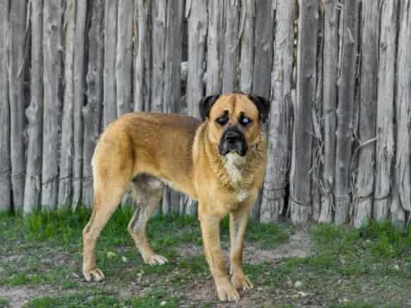 Photo of Mudge, adoptable Mixed Breed in Santa Fe, New Mexico