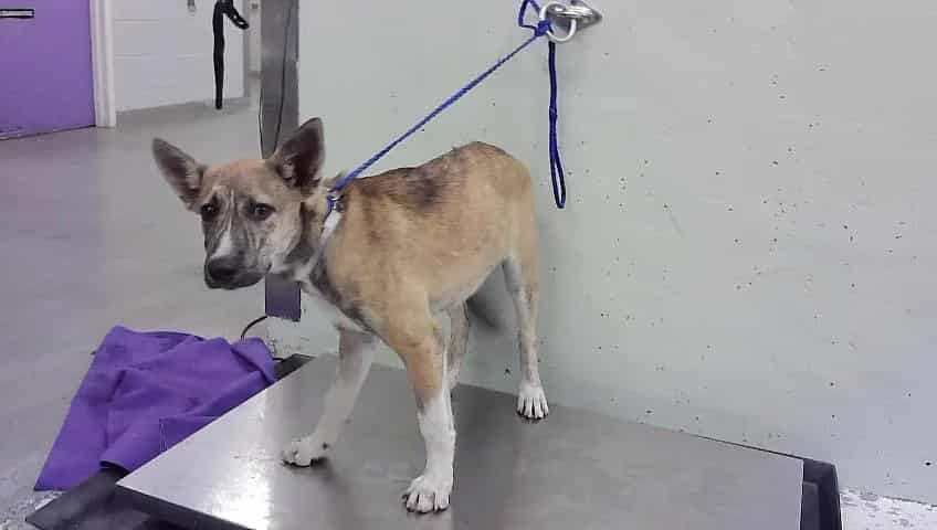 Photo of Mindy, adoptable Belgian Malinois and Staffordshire Bull Terrier in Houston, Texas