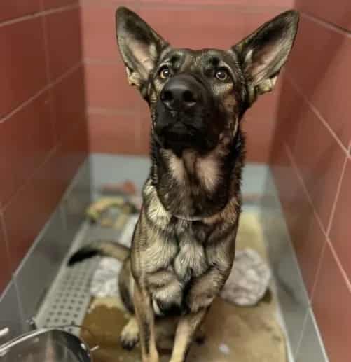 Photo of Senior German Shepherd Dog mix, adoptable German Shepherd Dog mix in Houston, Texas