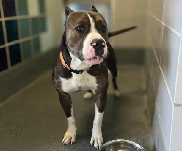 Photo of Zeus, adoptable Staffordshire Bull Terrier mix in Houston, Texas