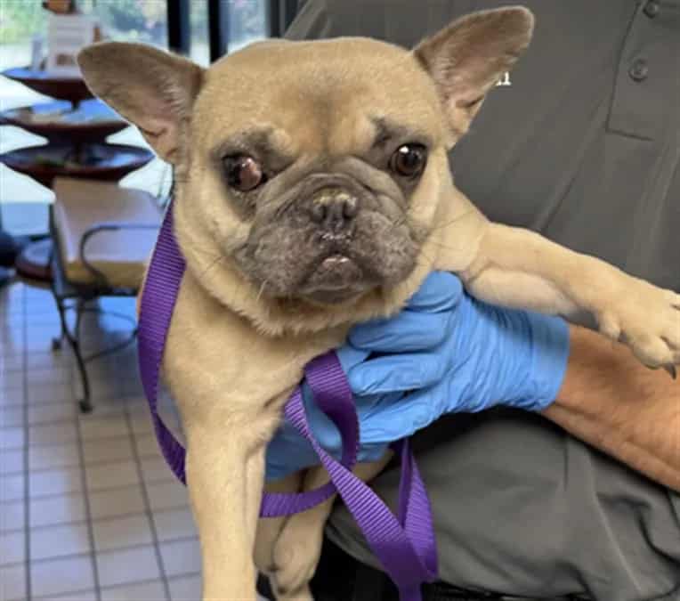 Photo of Cindy, adoptable French Bulldog
