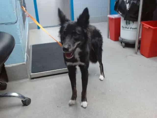 Photo of Shadow, adoptable Border Collie mix in Albuquerque, New Mexico