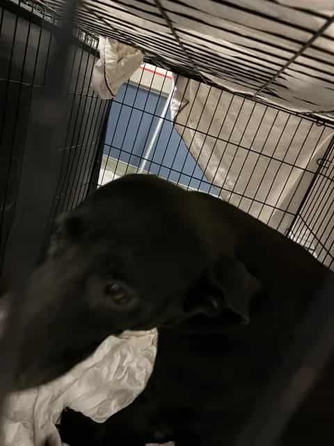Photo of Shadow, adoptable Labrador Retriever in Miami, Florida