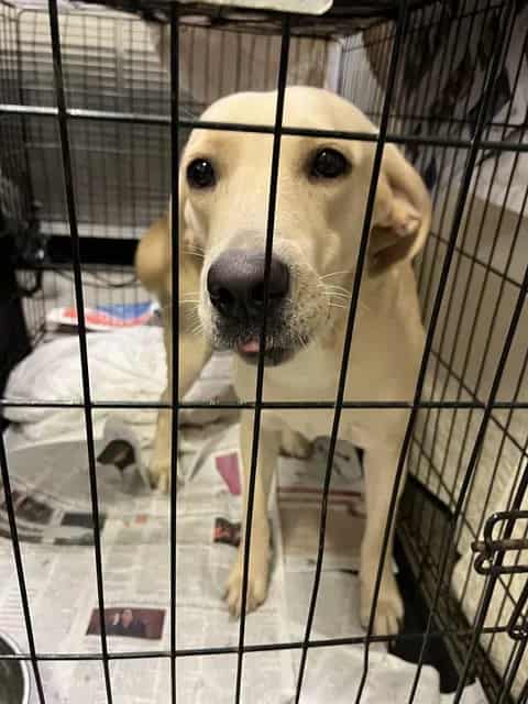 Photo of Bella, adoptable Labrador Retriever in Miami, Florida