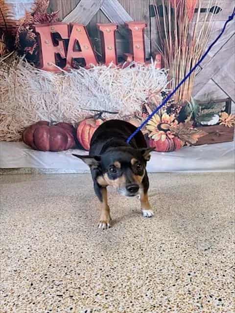 Photo of Charlie, adoptable Rat Terrier mix in Miami, Florida