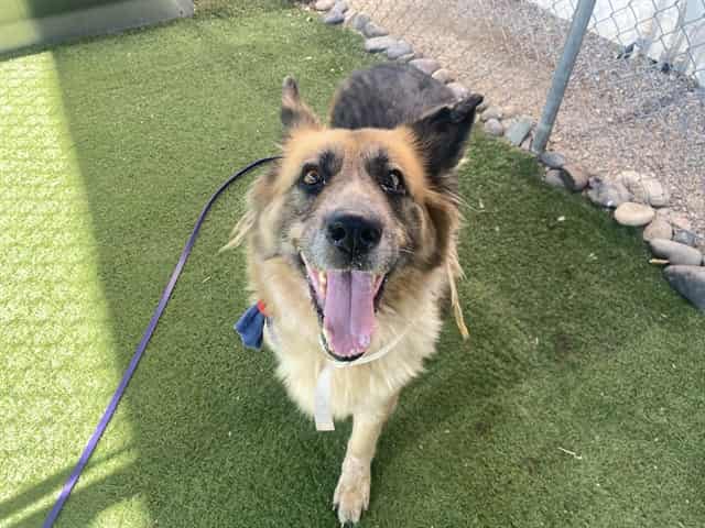 Photo of Tootsie, adoptable dog in Phoenix, Arizona