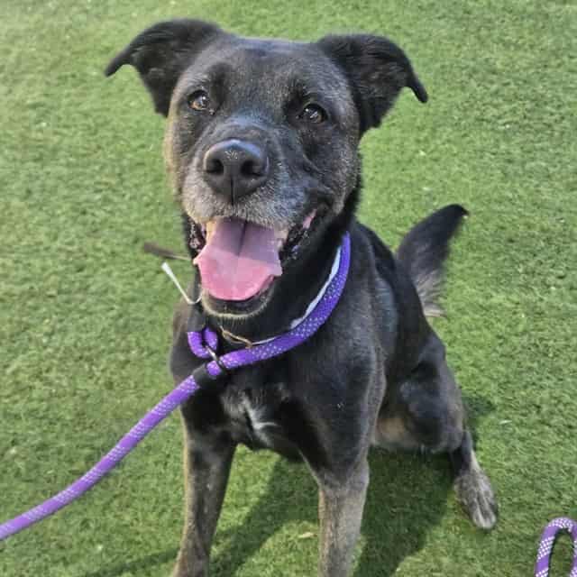 Photo of Kaia, adoptable dog in Phoenix, Arizona
