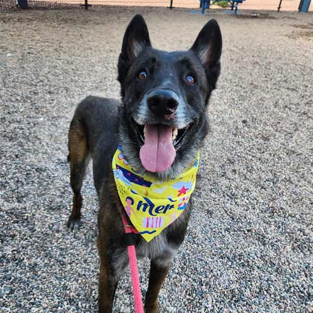 Photo of Pepe, adoptable dog in Phoenix, Arizona
