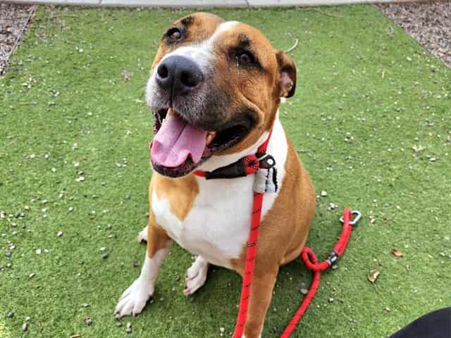 Photo of Bruno, adoptable dog in Phoenix, Arizona