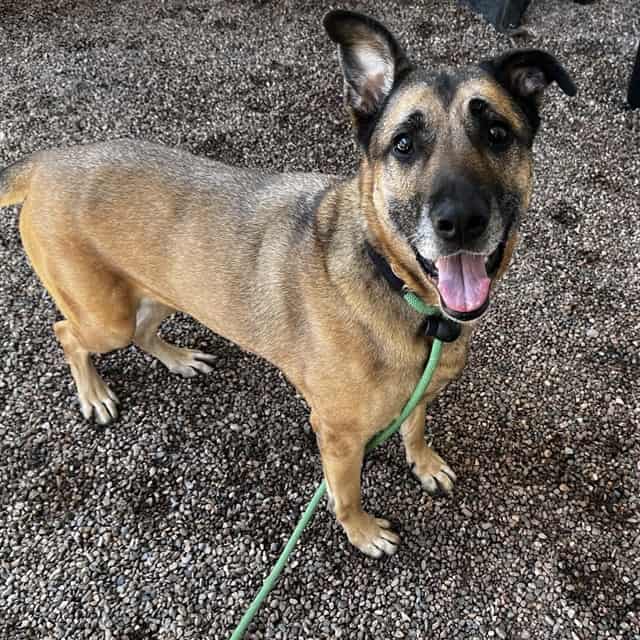 Photo of Daisy, adoptable dog in Phoenix, Arizona