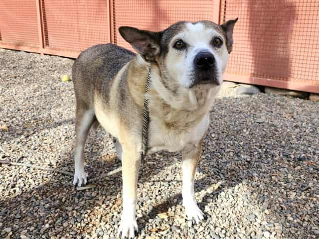 Photo of Lobelia, adoptable dog in Phoenix, Arizona