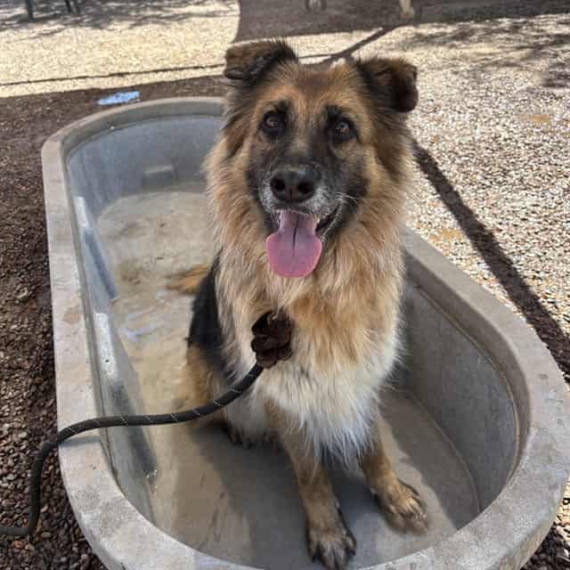 Photo of Lola, adoptable dog in Phoenix, Arizona