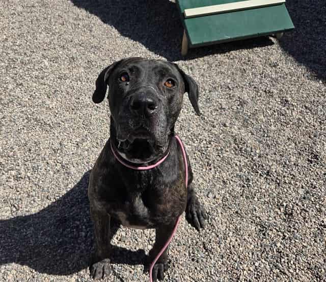 Photo of Titan, adoptable dog in Phoenix, Arizona