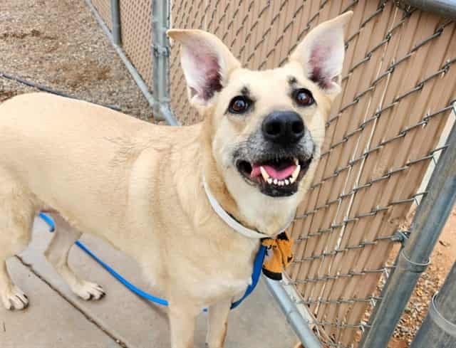 Photo of Nala, adoptable dog in Phoenix, Arizona