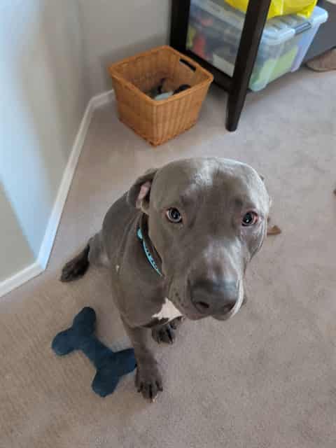 Photo of Doug, adoptable dog in Phoenix, Arizona