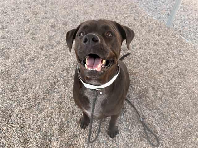 Photo of Wallen, adoptable dog in Phoenix, Arizona