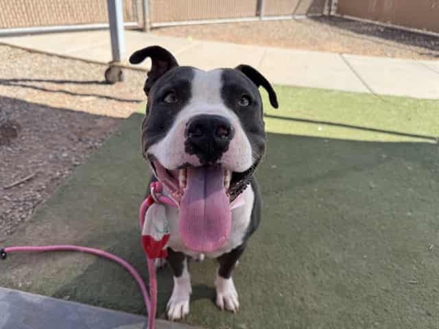 Photo of Maxo, adoptable dog in Phoenix, Arizona