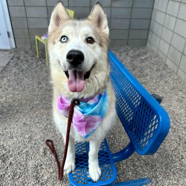 Photo of Honey, adoptable dog in Phoenix, Arizona