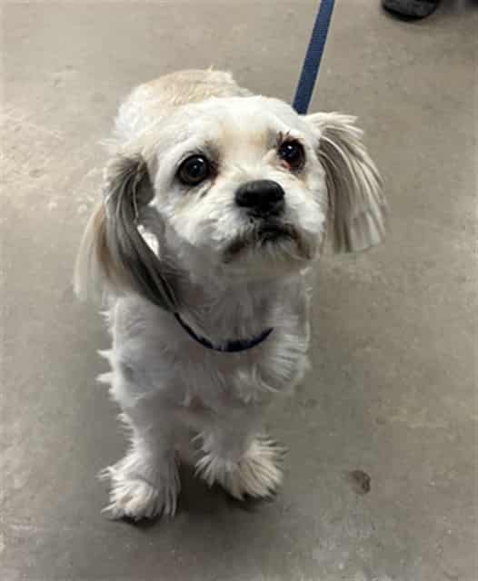 Photo of Pom Pom, adoptable dog in Phoenix, Arizona