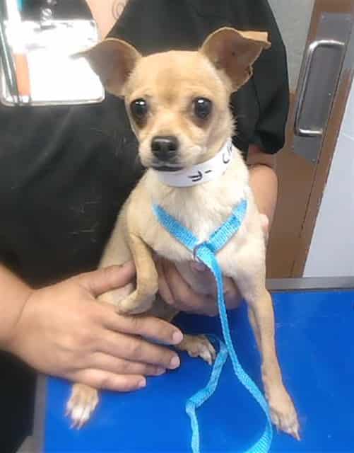 Photo of Tails, adoptable dog in Phoenix, Arizona
