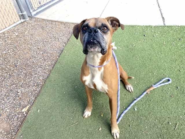 Photo of Sparky, adoptable dog in Phoenix, Arizona