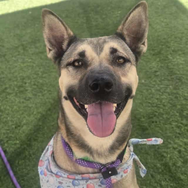 Photo of Allium, adoptable dog in Phoenix, Arizona