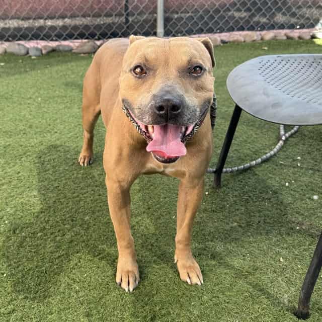Photo of Chato, adoptable dog in Phoenix, Arizona