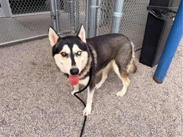 Photo of Max, adoptable dog in Phoenix, Arizona