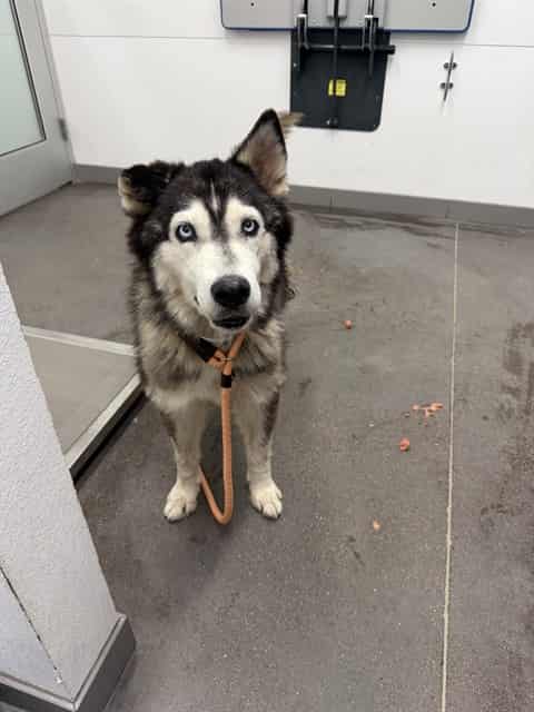 Photo of Lilly, adoptable dog in Phoenix, Arizona