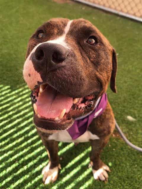 Photo of Frankie, adoptable dog in Phoenix, Arizona